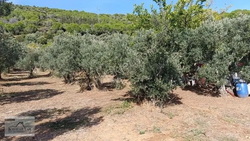 Yalova Armutlu Cennet Koyu Denize Sıfır Zeytinlik — fotoğraf 11