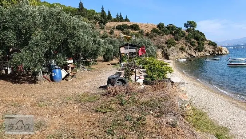 Yalova Armutlu Cennet Koyu Denize Sıfır Zeytinlik — fotoğraf 12