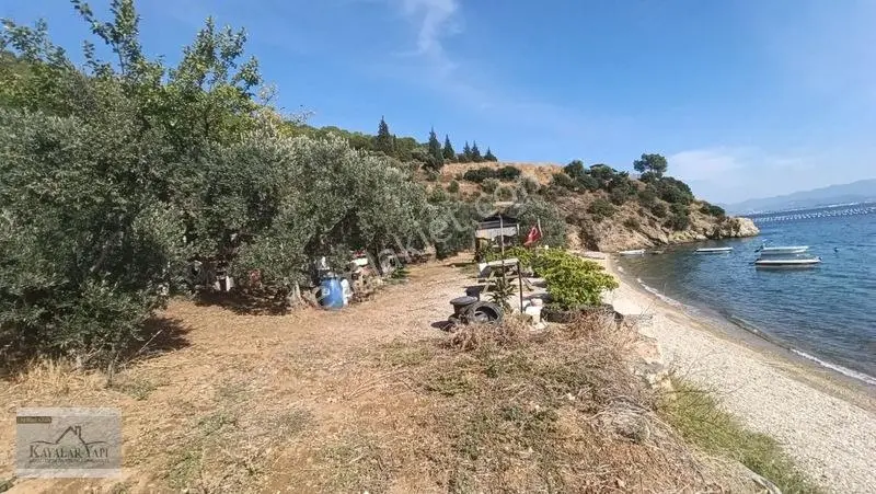 Yalova Armutlu Cennet Koyu Denize Sıfır Zeytinlik — fotoğraf 13