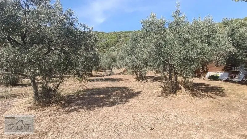 Yalova Armutlu Cennet Koyu Denize Sıfır Zeytinlik — fotoğraf 14
