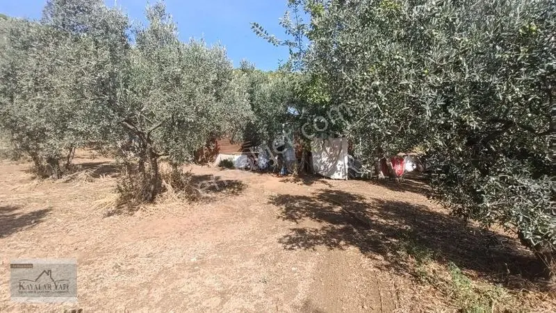Yalova Armutlu Cennet Koyu Denize Sıfır Zeytinlik — fotoğraf 15