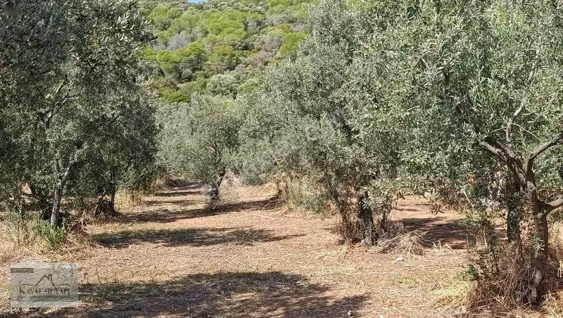 Yalova Armutlu Cennet Koyu Denize Sıfır Zeytinlik — fotoğraf 16