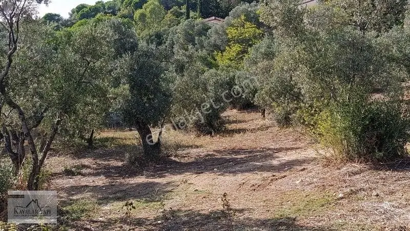 Yalova Armutlu Cennet Koyu Denize Sıfır Zeytinlik — fotoğraf 17