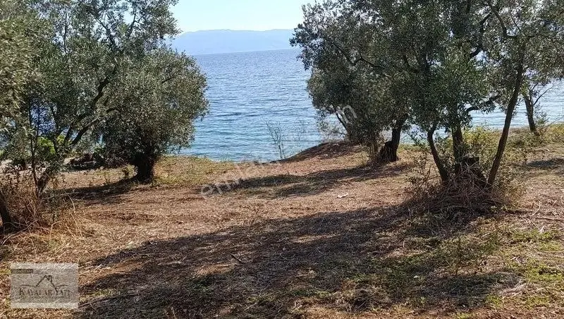 Yalova Armutlu Cennet Koyu Denize Sıfır Zeytinlik — fotoğraf 18