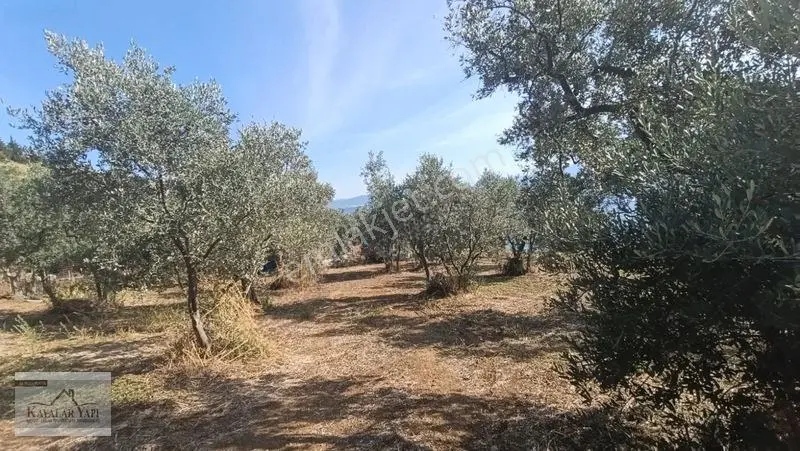 Yalova Armutlu Cennet Koyu Denize Sıfır Zeytinlik — fotoğraf 19