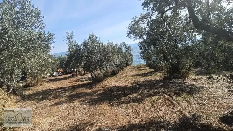 Yalova Armutlu Cennet Koyu Denize Sıfır Zeytinlik — fotoğraf 21