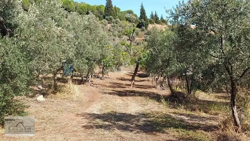 Yalova Armutlu Cennet Koyu Denize Sıfır Zeytinlik — fotoğraf 23