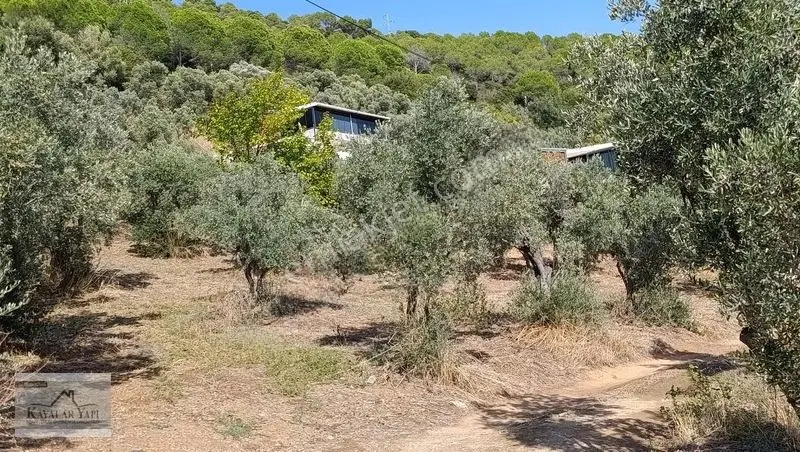 Yalova Armutlu Cennet Koyu Denize Sıfır Zeytinlik — fotoğraf 24