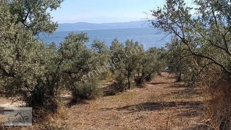 Yalova Armutlu Cennet Koyu Denize Sıfır Zeytinlik — fotoğraf 26
