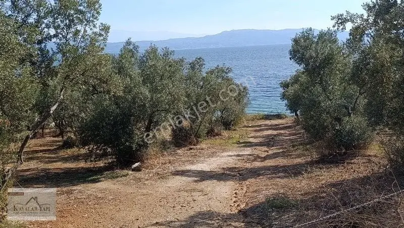 Yalova Armutlu Cennet Koyu Denize Sıfır Zeytinlik — fotoğraf 27