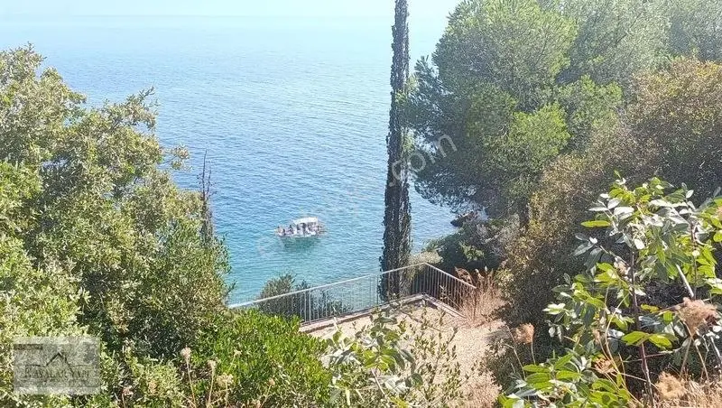 Yalova Armutlu Cennet Koyu Denize Sıfır Zeytinlik — fotoğraf 32