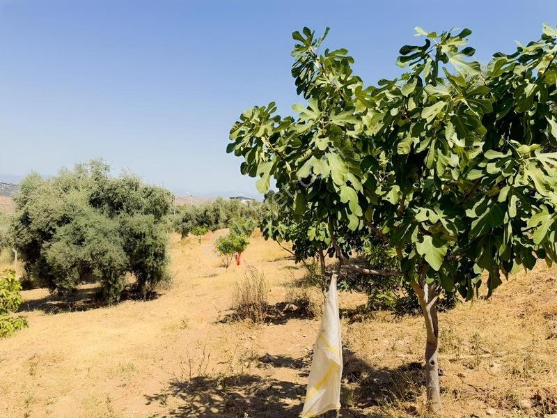 Pek Emlaktan Tire Çayırlıda 12500M2Satılık İncir Zeytin Bahçesi