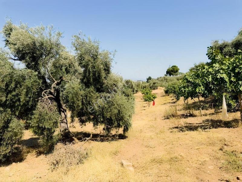 Pek Emlaktan Tire Çayırlıda 12500m2satılık İncir Zeytin Bahçesi — fotoğraf 2