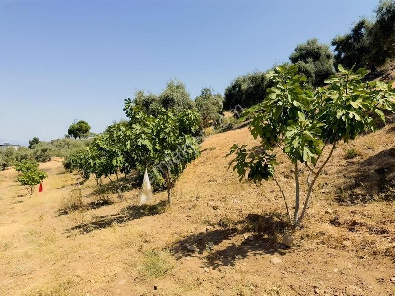 Pek Emlaktan Tire Çayırlıda 12500m2satılık İncir Zeytin Bahçesi — fotoğraf 3