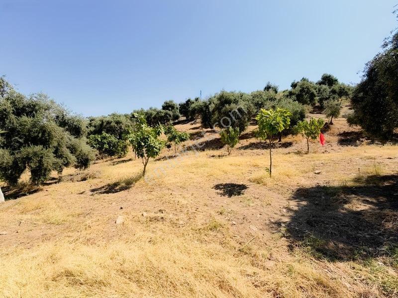 Pek Emlaktan Tire Çayırlıda 12500m2satılık İncir Zeytin Bahçesi — fotoğraf 4