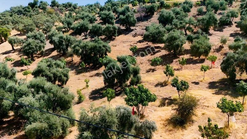 Pek Emlaktan Tire Çayırlıda 12500m2satılık İncir Zeytin Bahçesi — fotoğraf 5