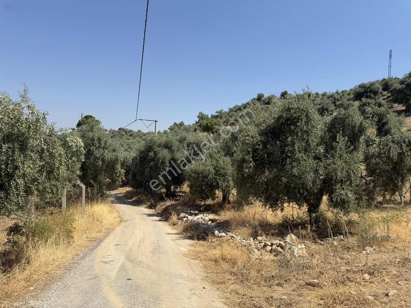 Pek Emlaktan Tire Çayırlıda 12500m2satılık İncir Zeytin Bahçesi — fotoğraf 6