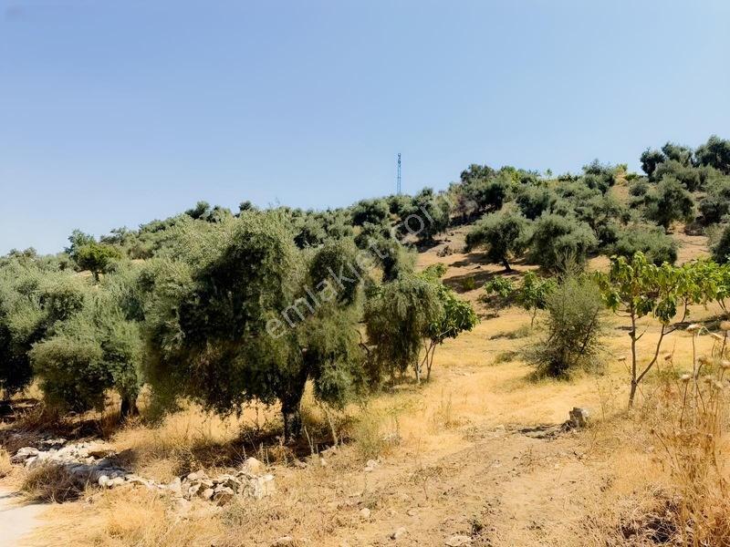 Pek Emlaktan Tire Çayırlıda 12500m2satılık İncir Zeytin Bahçesi — fotoğraf 7