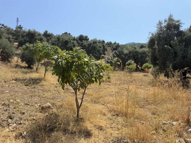 Pek Emlaktan Tire Çayırlıda 12500m2satılık İncir Zeytin Bahçesi — fotoğraf 8