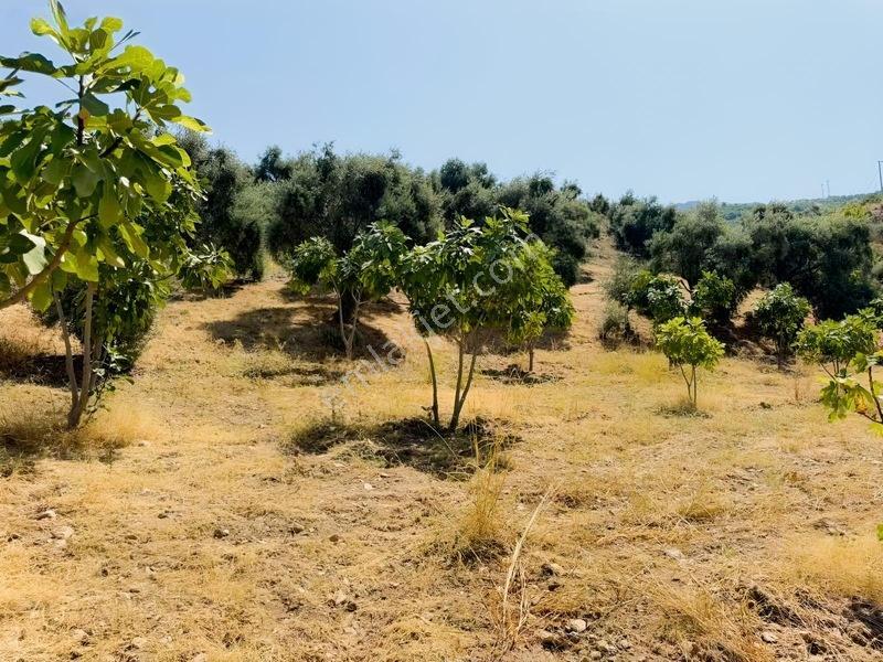 Pek Emlaktan Tire Çayırlıda 12500m2satılık İncir Zeytin Bahçesi — fotoğraf 9