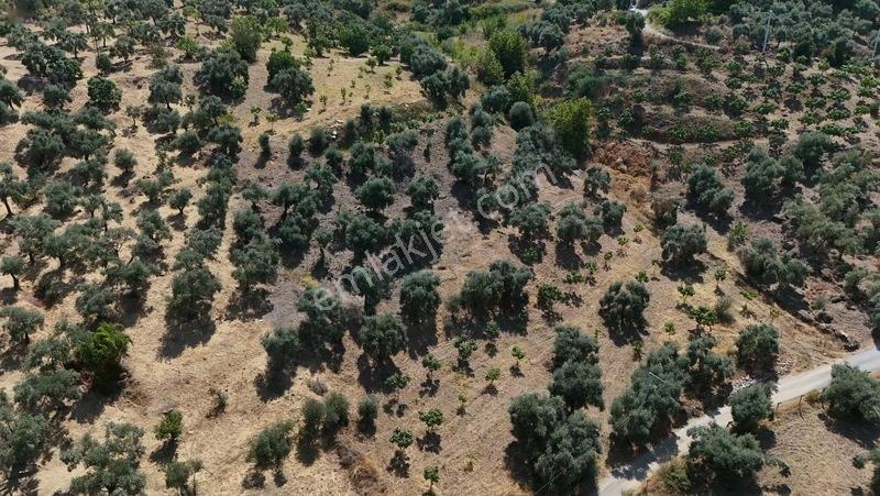 Pek Emlaktan Tire Çayırlıda 12500m2satılık İncir Zeytin Bahçesi — fotoğraf 10