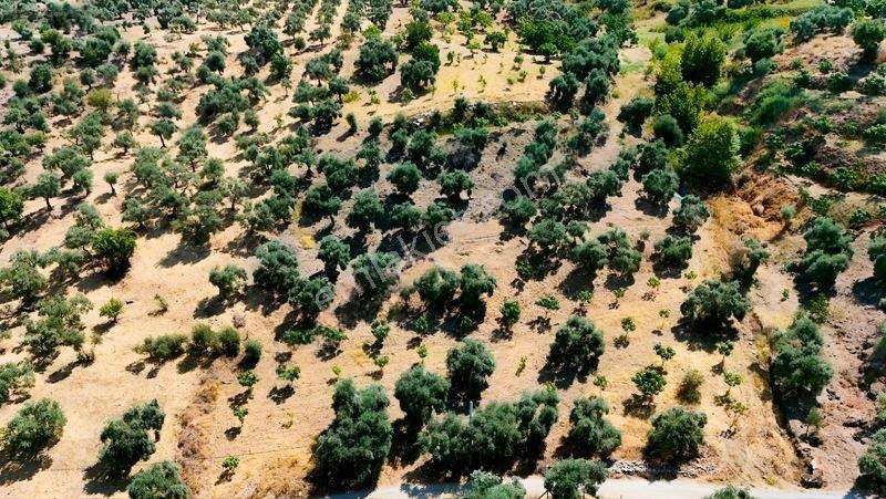 Pek Emlaktan Tire Çayırlıda 12500m2satılık İncir Zeytin Bahçesi — fotoğraf 11