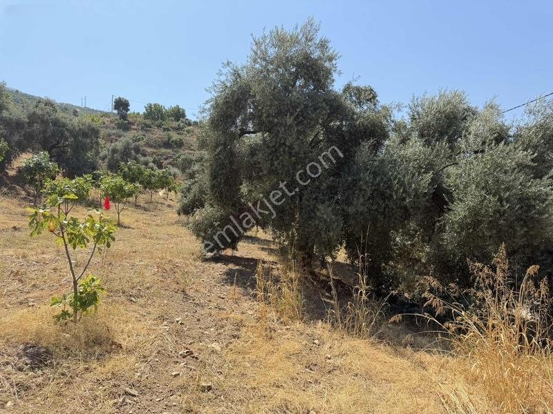 Pek Emlaktan Tire Çayırlıda 12500m2satılık İncir Zeytin Bahçesi — fotoğraf 12
