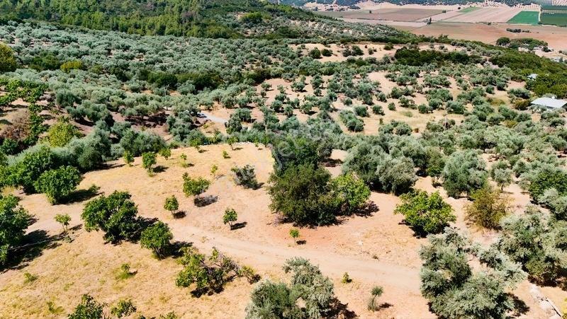 Pek Emlaktan Tire Çayırlıda 12500m2satılık İncir Zeytin Bahçesi — fotoğraf 13