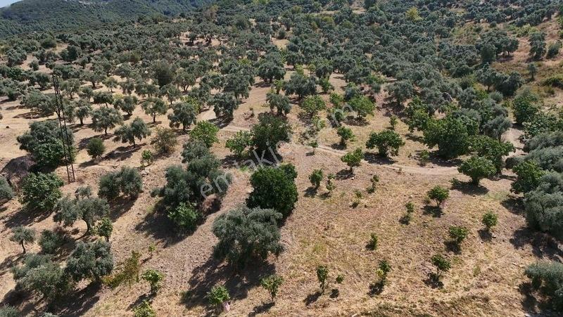 Pek Emlaktan Tire Çayırlıda 12500m2satılık İncir Zeytin Bahçesi — fotoğraf 14