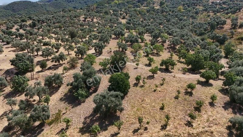 Pek Emlaktan Tire Çayırlıda 12500m2satılık İncir Zeytin Bahçesi — fotoğraf 15