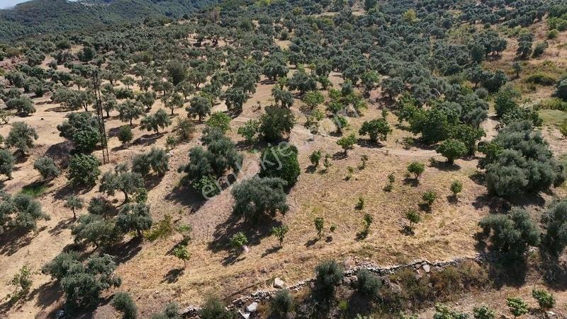 Pek Emlaktan Tire Çayırlıda 12500m2satılık İncir Zeytin Bahçesi — fotoğraf 16