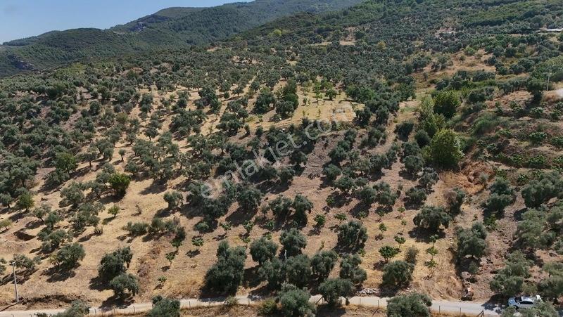 Pek Emlaktan Tire Çayırlıda 12500m2satılık İncir Zeytin Bahçesi — fotoğraf 17