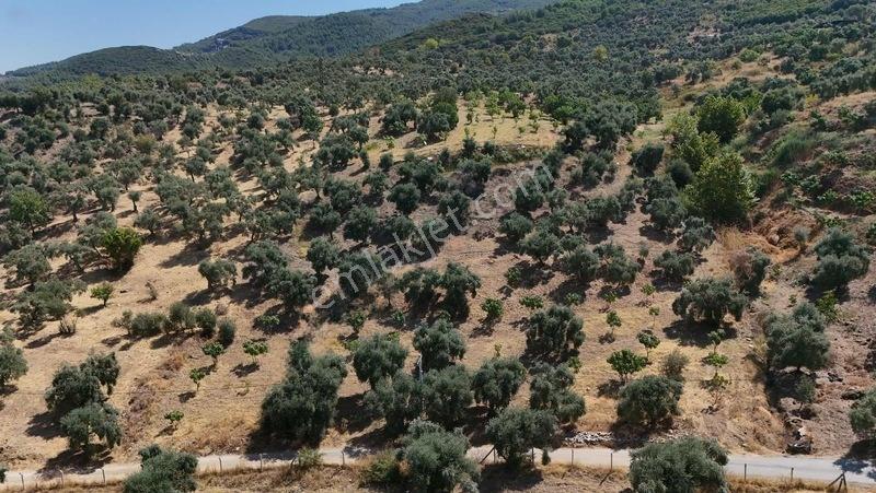 Pek Emlaktan Tire Çayırlıda 12500m2satılık İncir Zeytin Bahçesi — fotoğraf 18