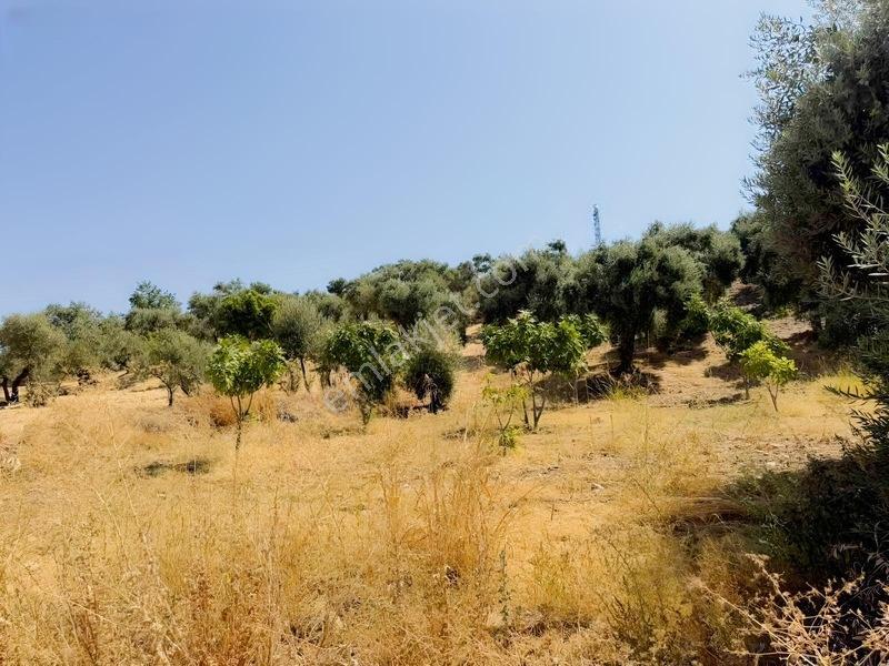 Pek Emlaktan Tire Çayırlıda 12500m2satılık İncir Zeytin Bahçesi — fotoğraf 19