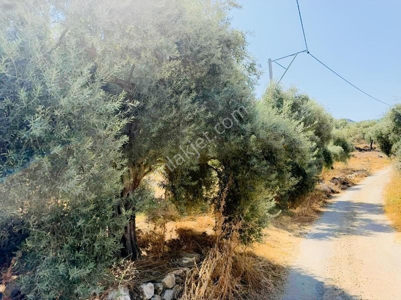 Pek Emlaktan Tire Çayırlıda 12500m2satılık İncir Zeytin Bahçesi — fotoğraf 20
