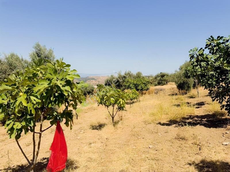 Pek Emlaktan Tire Çayırlıda 12500m2satılık İncir Zeytin Bahçesi — fotoğraf 21