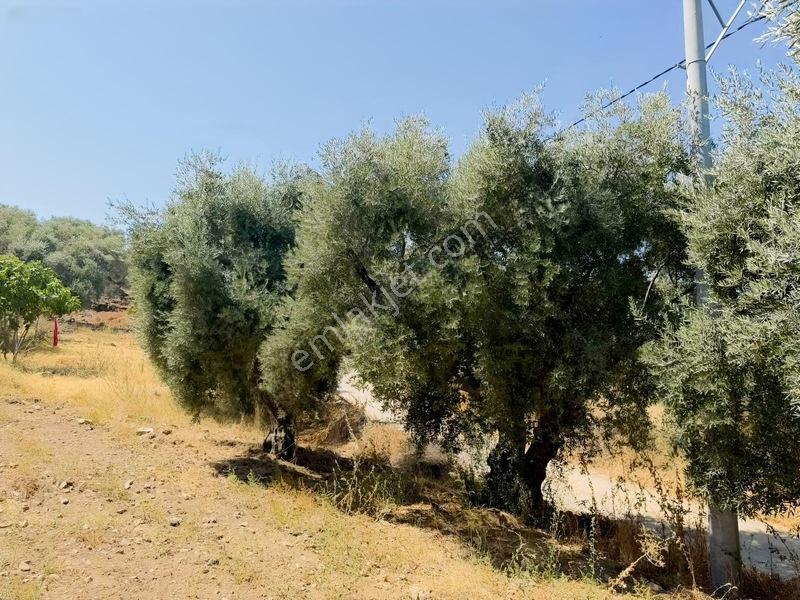 Pek Emlaktan Tire Çayırlıda 12500m2satılık İncir Zeytin Bahçesi — fotoğraf 22