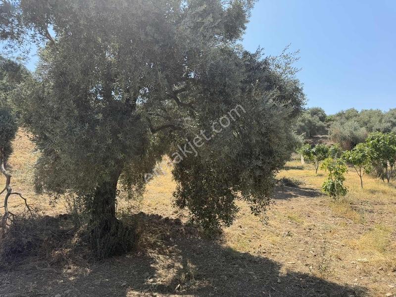 Pek Emlaktan Tire Çayırlıda 12500m2satılık İncir Zeytin Bahçesi — fotoğraf 23