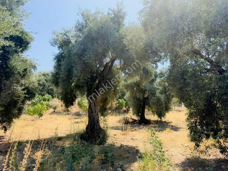 Pek Emlaktan Tire Çayırlıda 12500m2satılık İncir Zeytin Bahçesi — fotoğraf 24