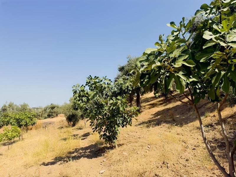 Pek Emlaktan Tire Çayırlıda 12500m2satılık İncir Zeytin Bahçesi — fotoğraf 25