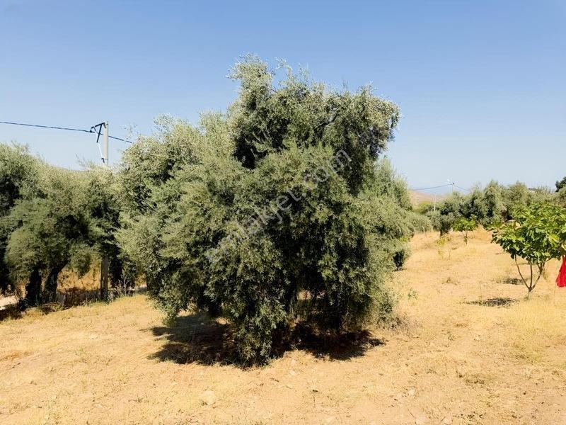 Pek Emlaktan Tire Çayırlıda 12500m2satılık İncir Zeytin Bahçesi — fotoğraf 26
