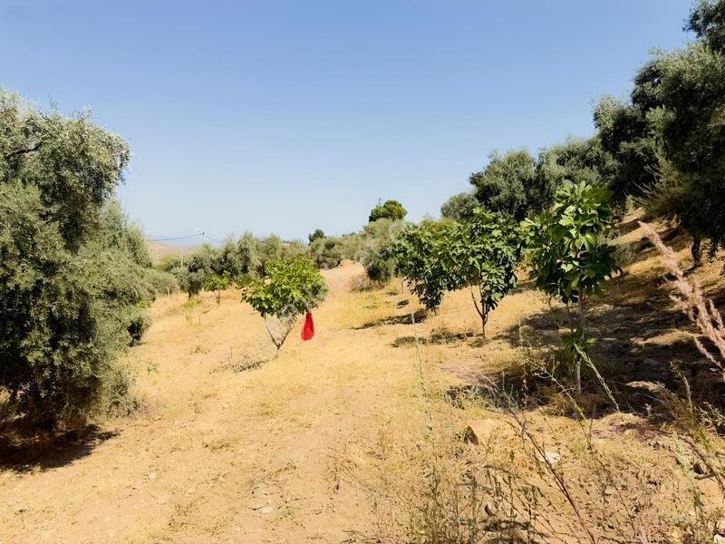 Pek Emlaktan Tire Çayırlıda 12500m2satılık İncir Zeytin Bahçesi — fotoğraf 27