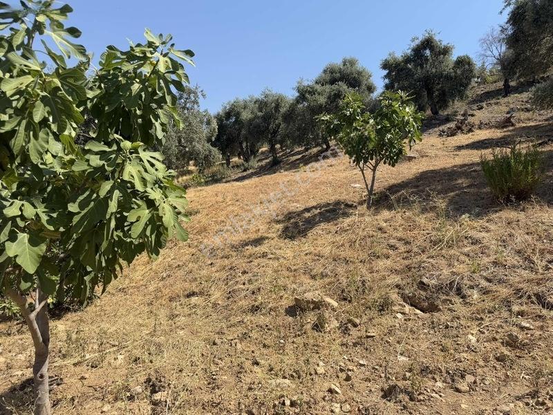 Pek Emlaktan Tire Çayırlıda 12500m2satılık İncir Zeytin Bahçesi — fotoğraf 28