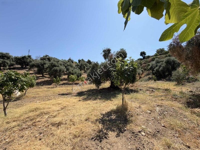 Pek Emlaktan Tire Çayırlıda 12500m2satılık İncir Zeytin Bahçesi — fotoğraf 29