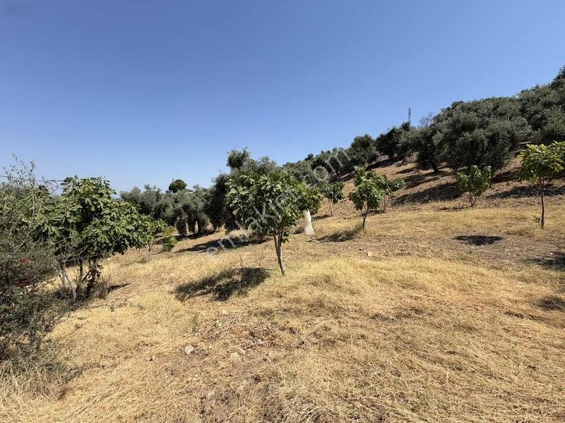 Pek Emlaktan Tire Çayırlıda 12500m2satılık İncir Zeytin Bahçesi — fotoğraf 30