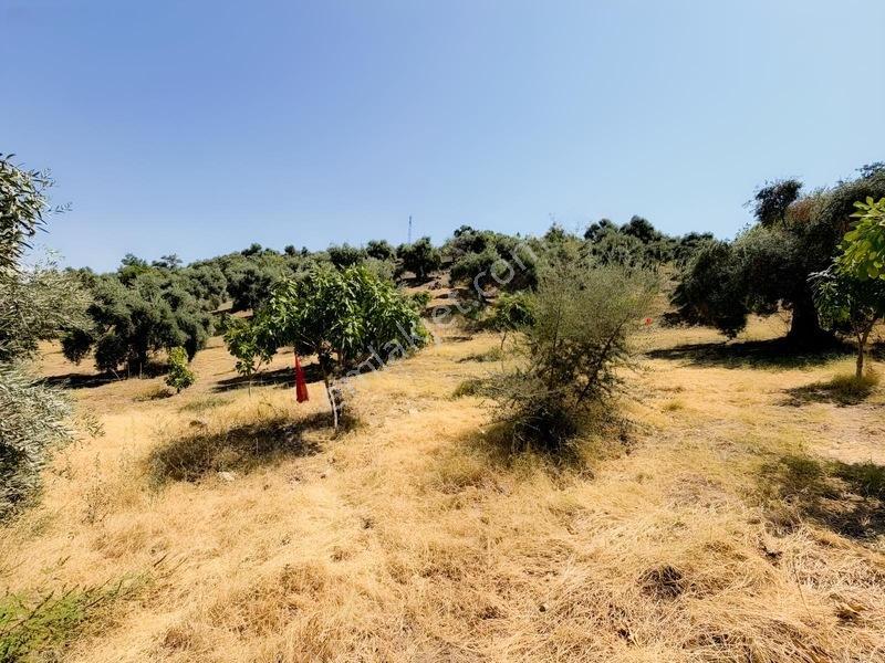 Pek Emlaktan Tire Çayırlıda 12500m2satılık İncir Zeytin Bahçesi — fotoğraf 31