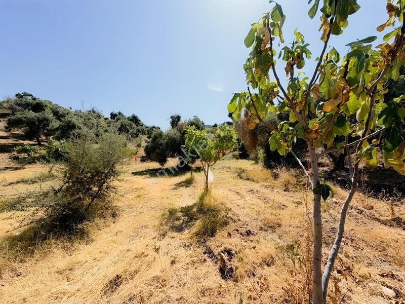 Pek Emlaktan Tire Çayırlıda 12500m2satılık İncir Zeytin Bahçesi — fotoğraf 32