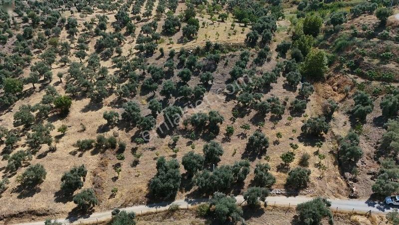 Pek Emlaktan Tire Çayırlıda 12500m2satılık İncir Zeytin Bahçesi — fotoğraf 33