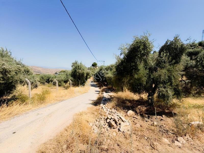 Pek Emlaktan Tire Çayırlıda 12500m2satılık İncir Zeytin Bahçesi — fotoğraf 34