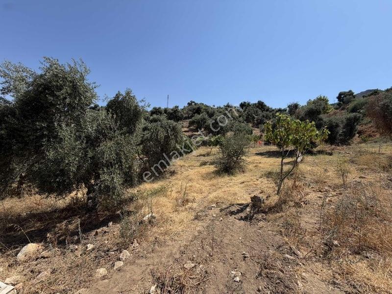 Pek Emlaktan Tire Çayırlıda 12500m2satılık İncir Zeytin Bahçesi — fotoğraf 35